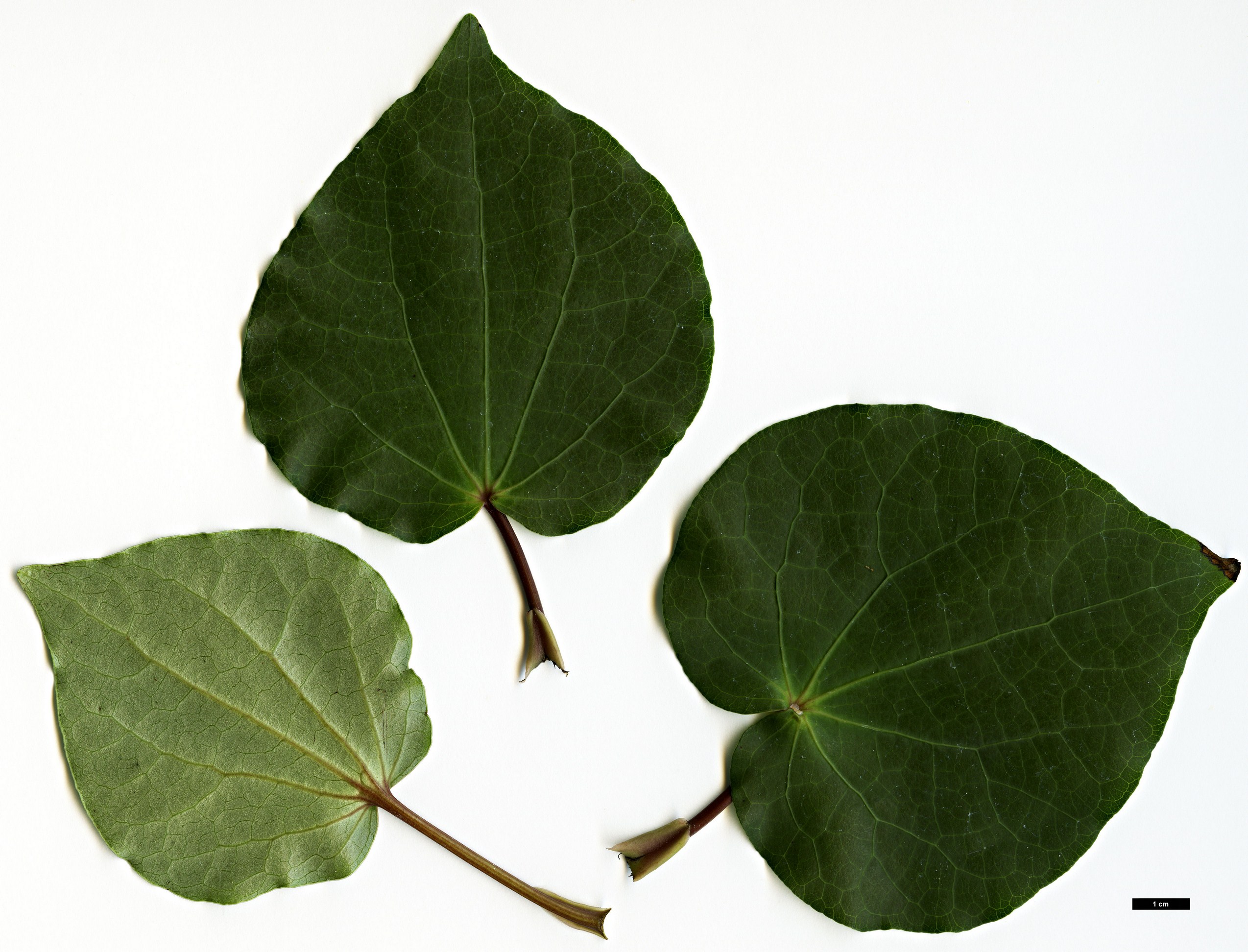 High resolution image: Family: Piperaceae - Genus: Macropiper - Taxon: excelsum High resolution image: Family: Piperaceae - Genus: Macropiper - Taxon: excelsum